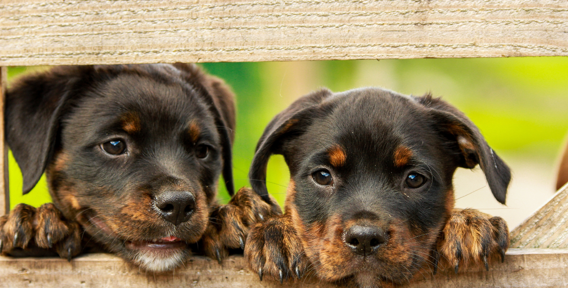  Perchè gli animali domestici sono preziosi per la nostra salute