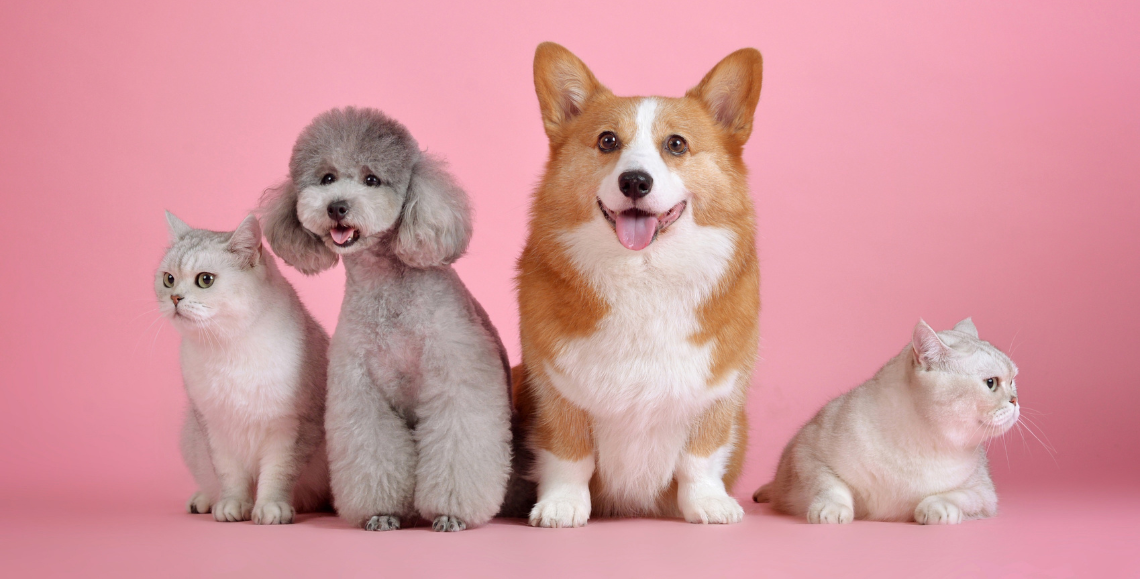 Cura degli animali domestici durante le feste