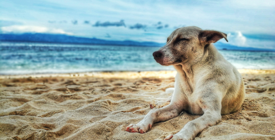 Viaggiare con gli amici animali: tutto quello che c'è da sapere	