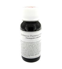 LVS 67S ECHINACEA PURPUREA COM