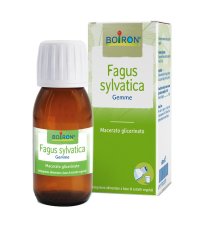 FAGUS SYLVATICA BOI MG60ML INT